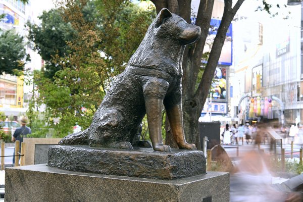 hachiko in japan