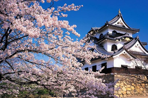 cherry blossoms tokyo