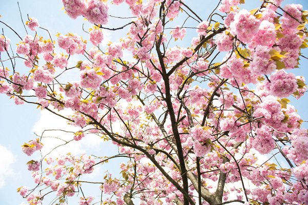 cherry blossoms tokyo japan