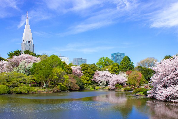 cherry blossoms in tokyo